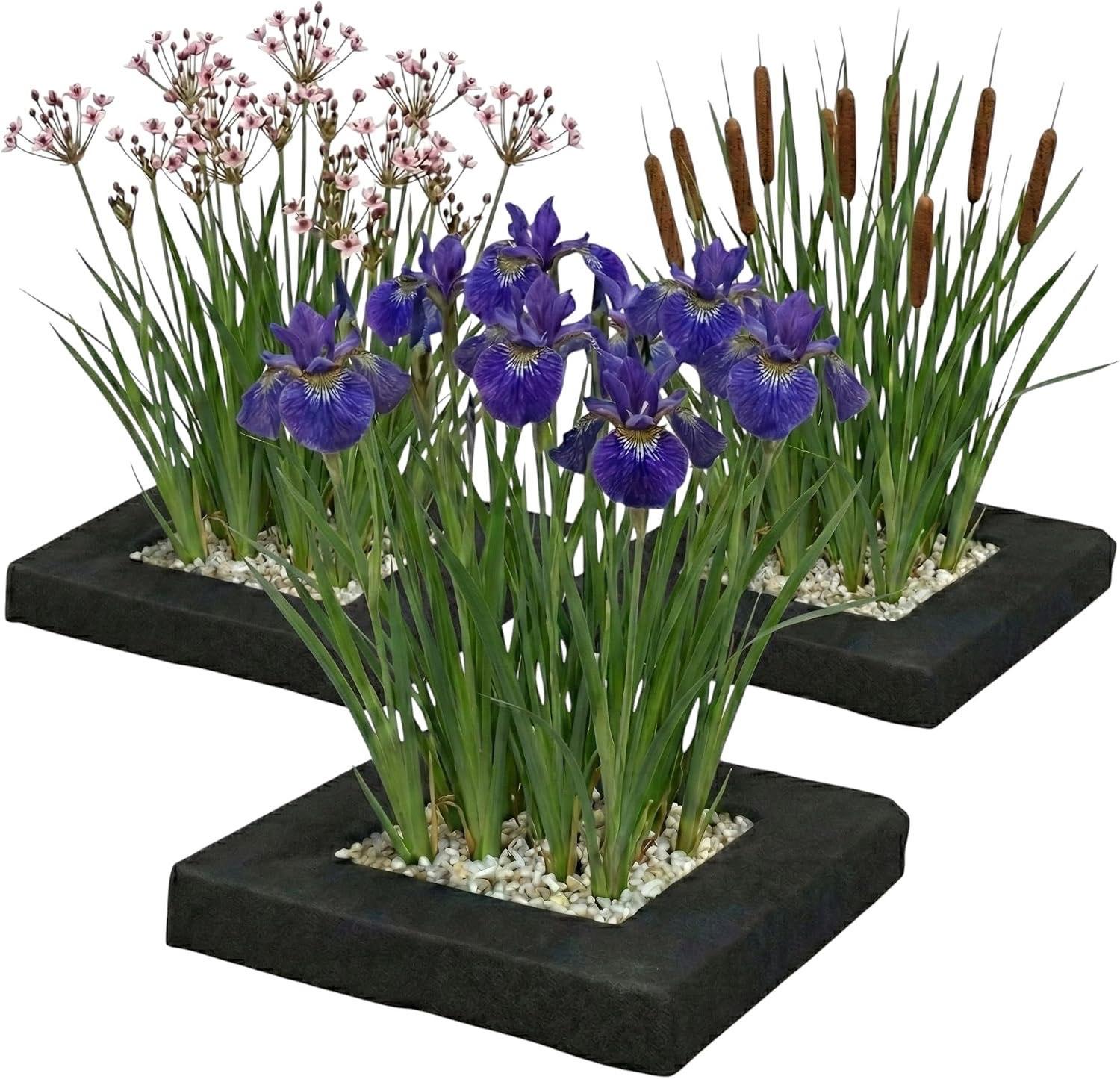 Vdvelde.com Iris-Set 5 Pflanzen