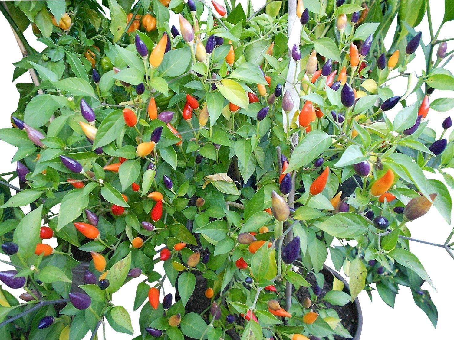 Samenchilishop Numex Twilight (10 Samen)