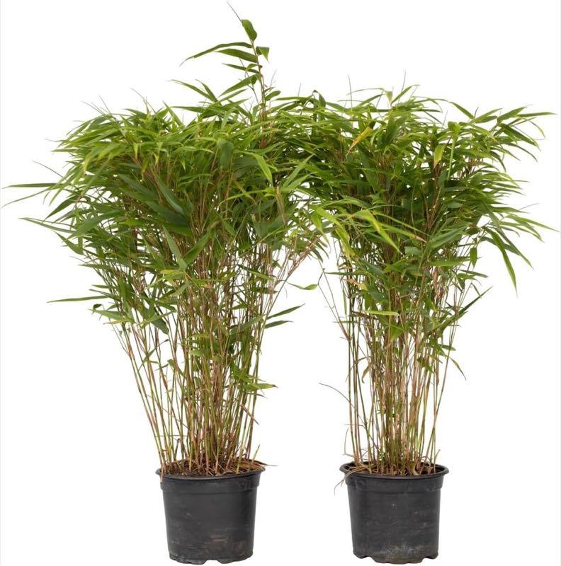 Plant in a Box Fargesia nitida 'Gansu' 2er