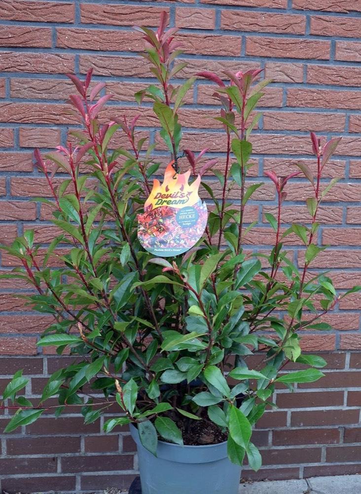 Plantenwelt Devil’s Dream 80–100 cm