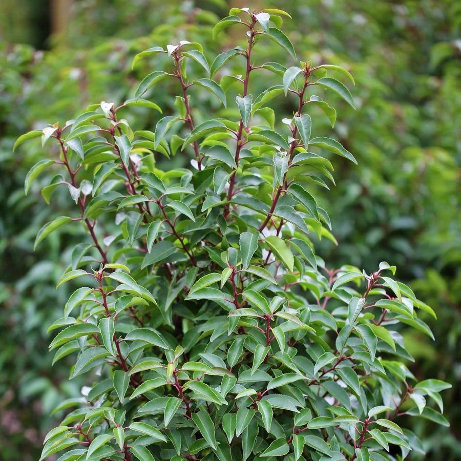 Garten Schlüter Portugiesisch 40–60 cm (3 L)