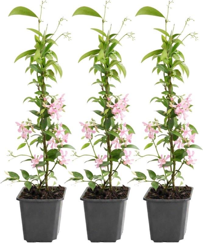 GARDENZO Sternjasmin 3er (9 cm)