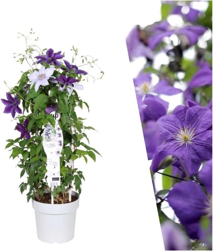 Plants by Frank Clematis Masa & Bernadine