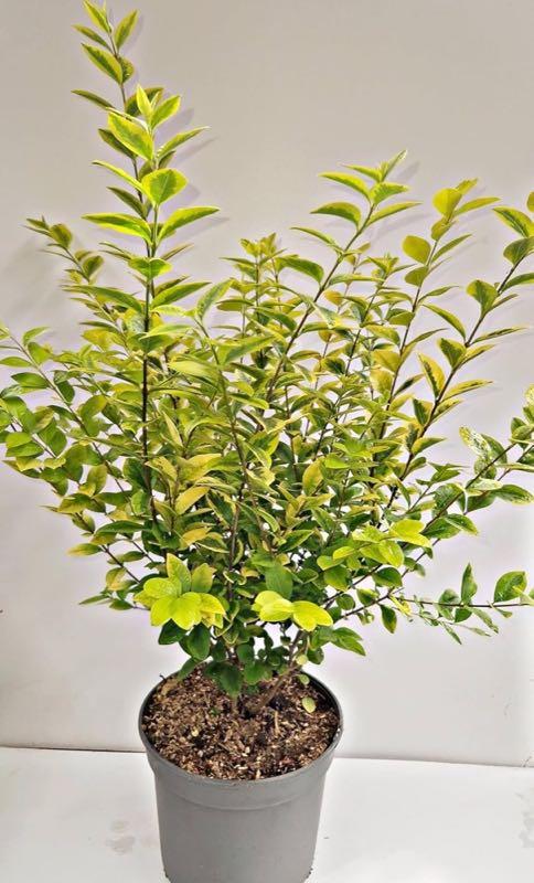 Plantenwelt Wiesmoor Goldliguster Aureum 60–80 cm