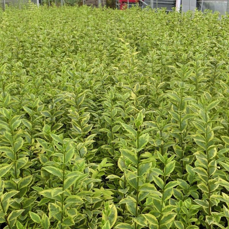 Garten Schlüter Gold-Liguster 'Aureum' 100–125 cm