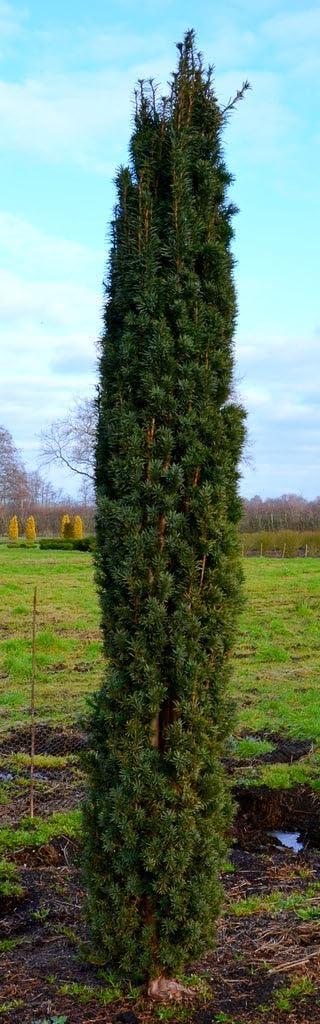 Plantenwelt Wiesmoor Säuleneibe Robusta 70–80 cm