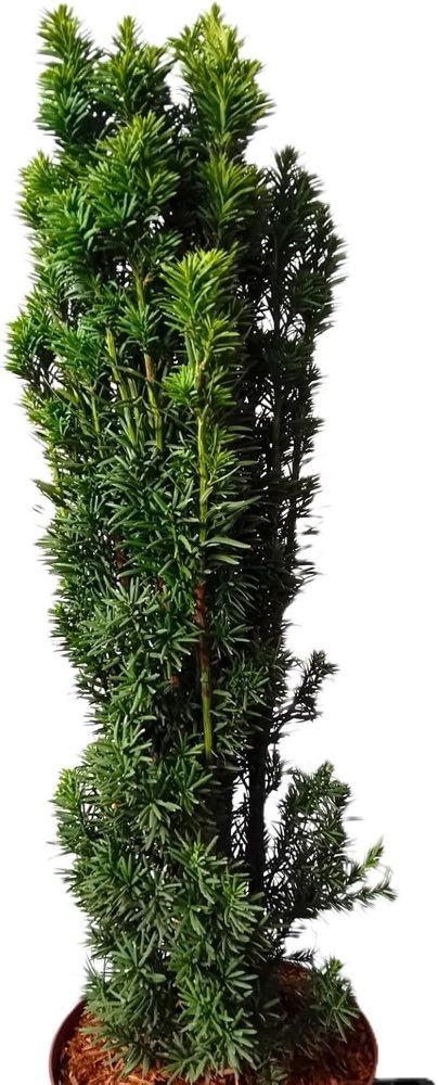 Dinispflanzenwelt Säuleneibe Robusta 60–70 cm