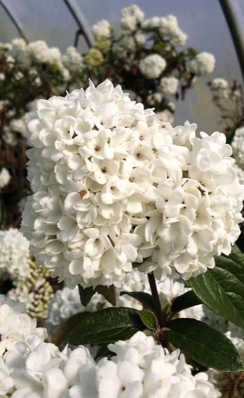 Viburnum Eskimo Hochstamm 80–100 cm