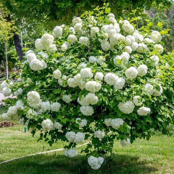 WEDROWSKI Roseum 2 l