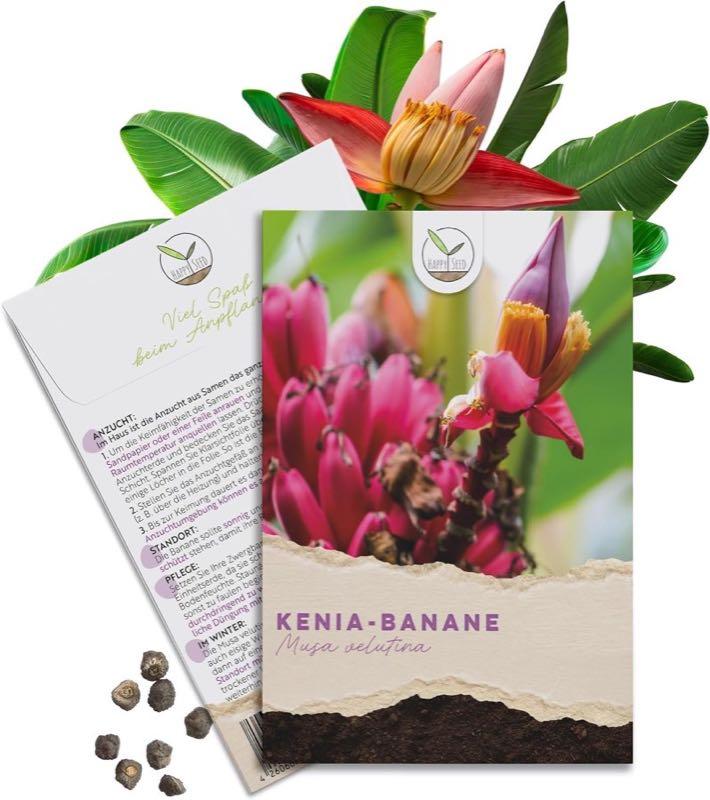 HappySeed Kenia / rosa Zwergbanane (Musa velutina)