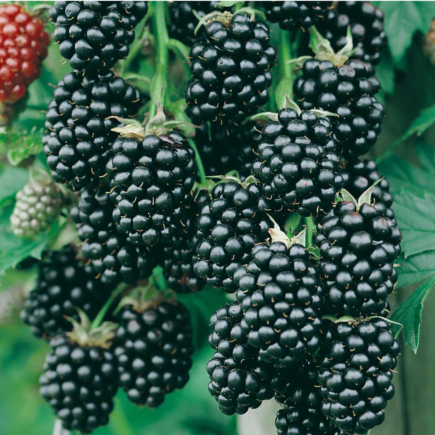 Garten Schlüter Brombeere Navaho (dornenlos, 2 l) – Testsieger im Brombeerstrauch-Vergleich