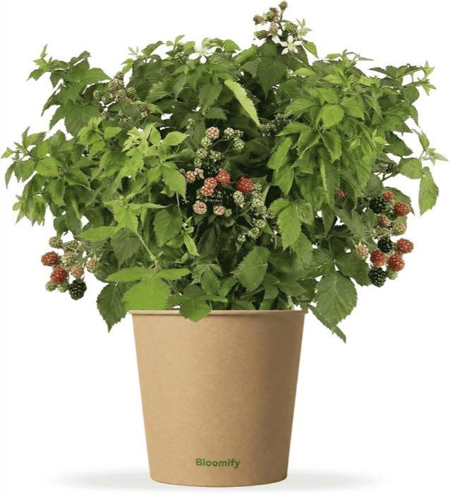 Bloomify Bio Balkon-Brombeere Bernd