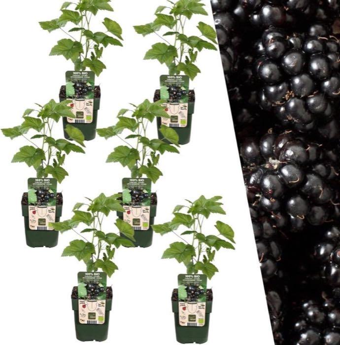 Plants by Frank 6x BIO-Brombeeren (Ø 13 cm)