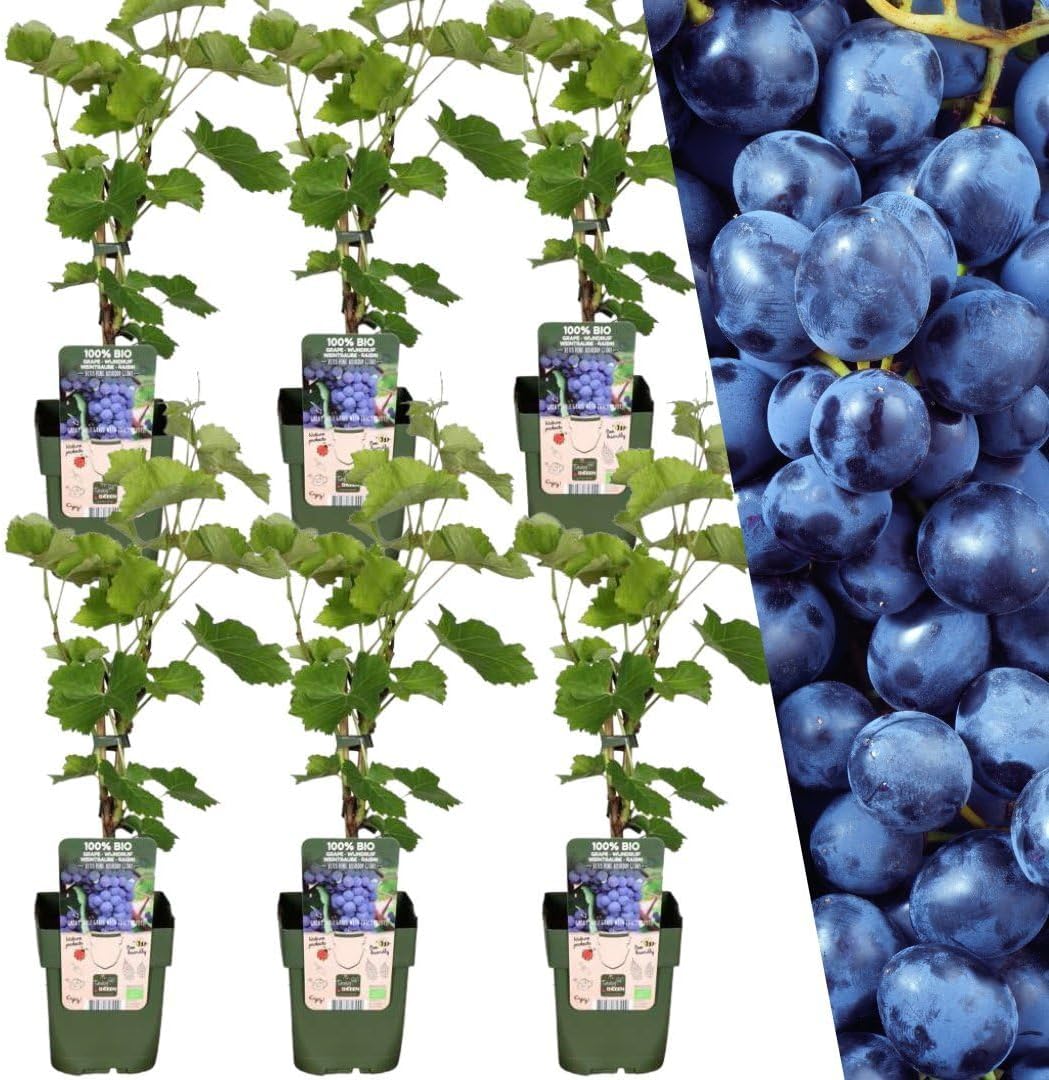 Plants by Frank 6× BIO-Heidelbeeren (Ø 13 cm) – Testsieger im Heidelbeerstrauch-Vergleich