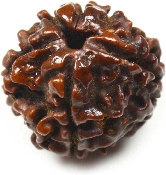 55Carat lose Rudraksha-Perle, 5 Mukhi, Nepal laut Titel