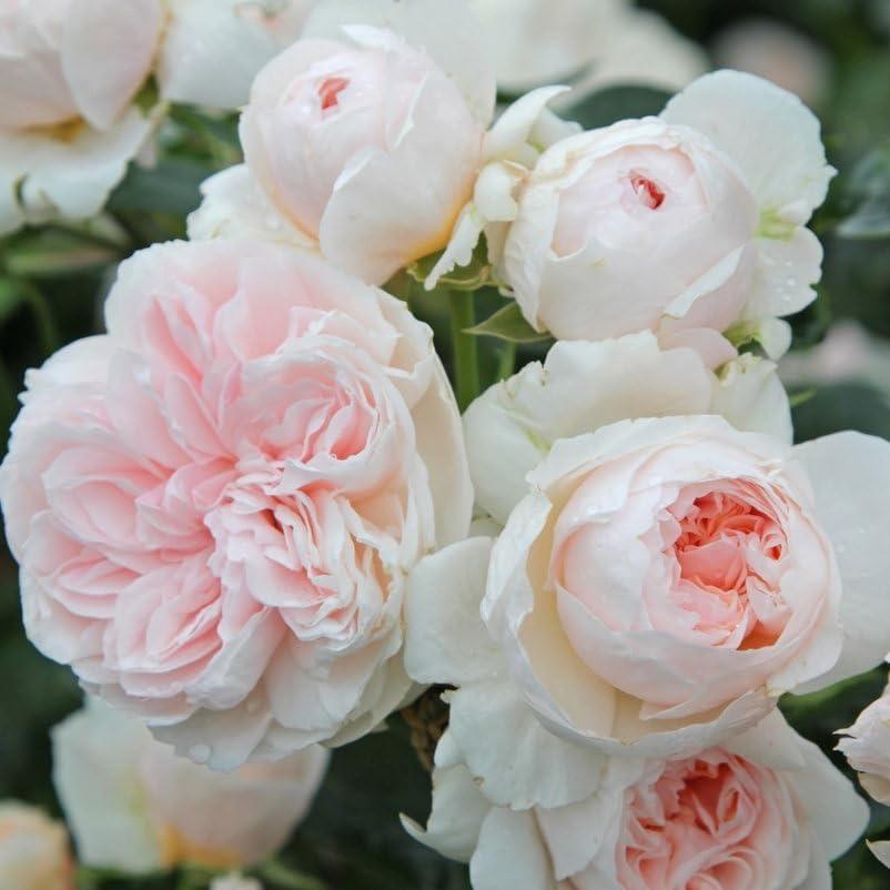 ADR-Rose – Testsieger Kletterrose Sabrina® ADR-Topfrose