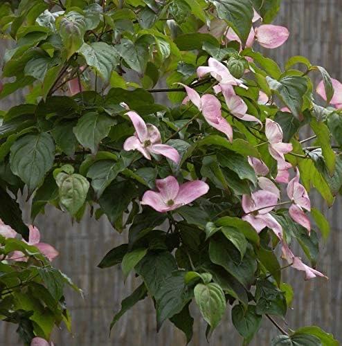 Blumen-Hartriegel – Testsieger Cornus kousa Satomi 40–60 cm