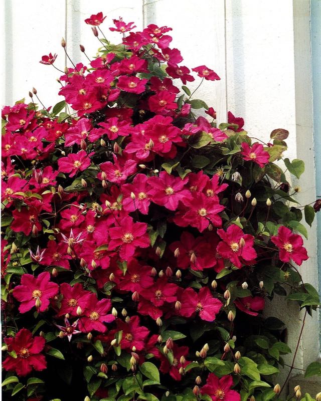 Clematis-Pflanze – Testsieger PlantaPro Clematis 'Ville de Lyon' 2 l