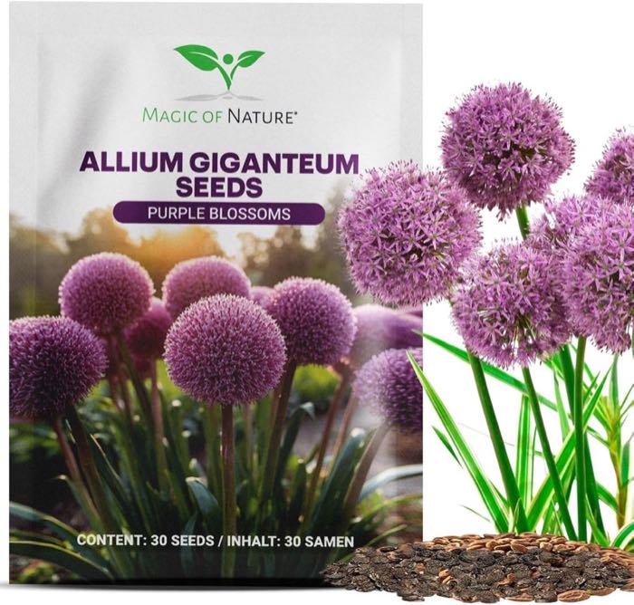 Exotische Blume – Testsieger Riesen-Zierlauch Samen Allium giganteum