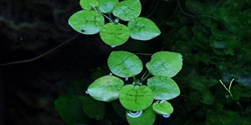 Froschbiss – Testsieger Tropica Limnobium In-vitro
