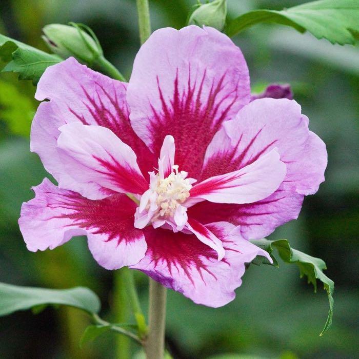 Hibiskus-Pflanze – Testsieger Garten Schlüter Säulen-Hibiskus Purple Pillar, 40–60 cm
