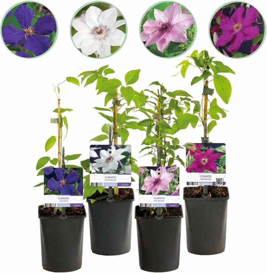 Kletterpflanze – Testsieger GreenboutiQ Clematis Rainbow, 4 Pflanzen