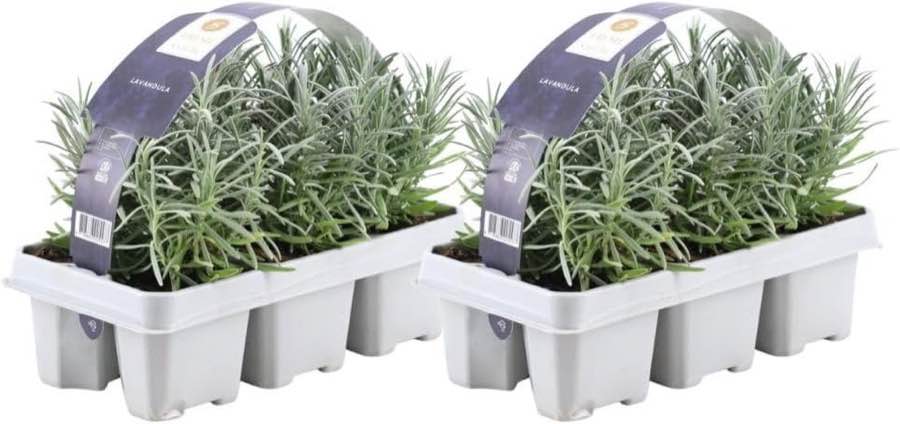 Lavendel-Pflanze – Testsieger Plants by Frank Lavandula angustifolia, 12× Ø 7 cm