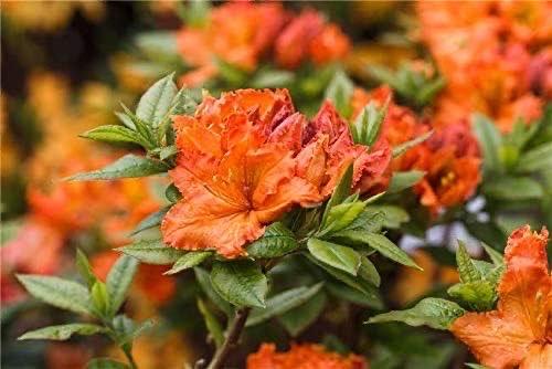 Rhododendron orange – Testsieger PlantaPro Fireball 40–60 cm