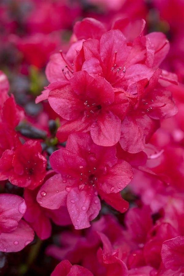 Rhododendron rot – Testsieger PlantaPro Azalee Diamant Rot, 20–25 cm