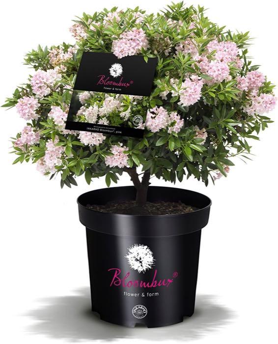 Rhododendron – Testsieger Bloombux INKARHO 25-30 cm 2 L