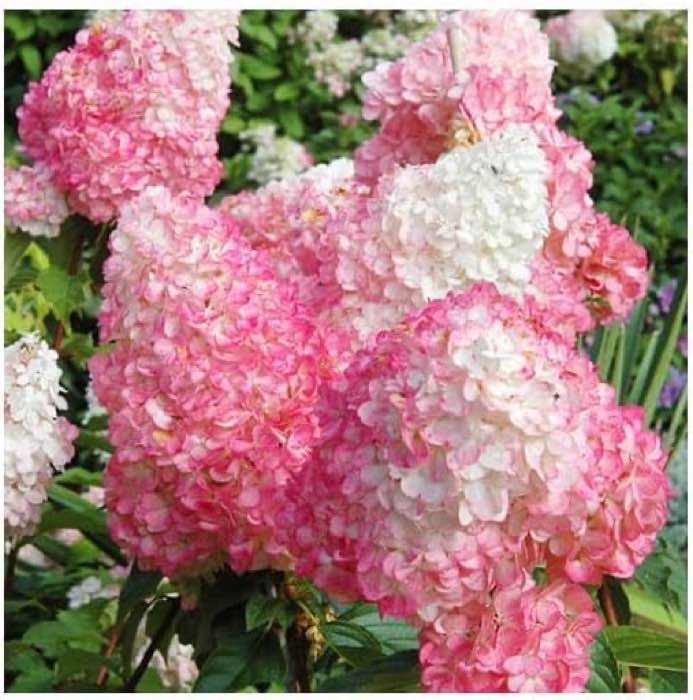 Rispenhortensie – Testsieger Pink Lady, 3 Stück, 30–50 cm