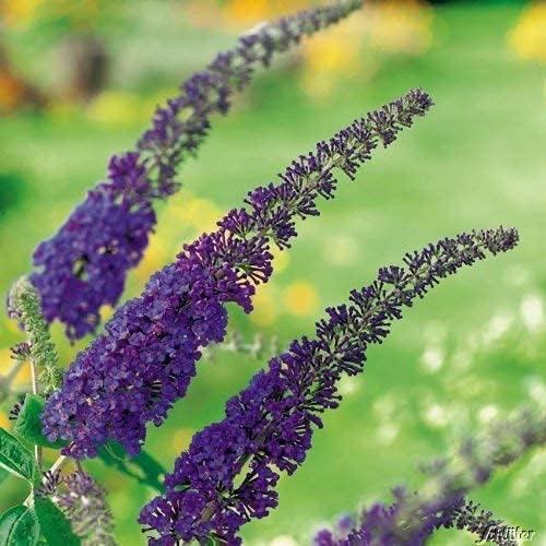 Sommerflieder – Testsieger Garten Schlüter Schmetterlingsflieder Empire Blue