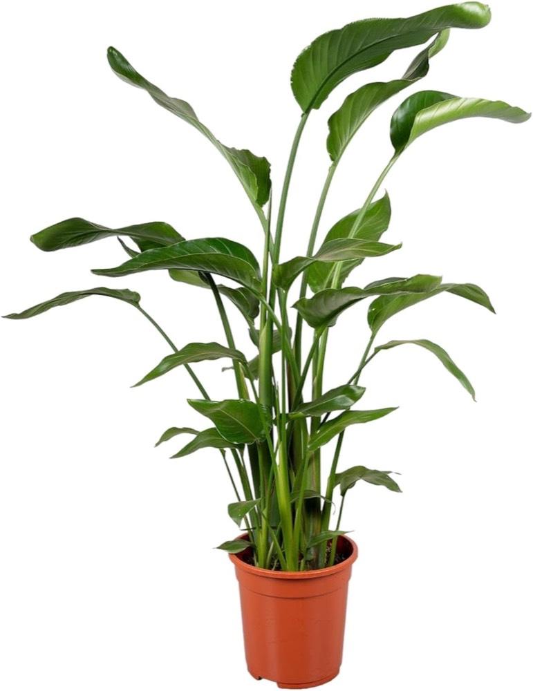 Strelitzie-Pflanze – Testsieger Trendyplants Strelitzia Nicolai, 110–130 cm, Ø 17 cm