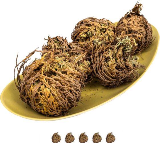 Rose von Jericho – Testsieger IFLO Rose von Jericho XL, 5er-Set